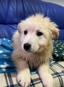 Simba a cream coloured Romanian rescue dog | 1 Dog at a Time Rescue UK