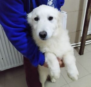 Simba a cream coloured Romanian rescue dog | 1 Dog at a Time Rescue UK
