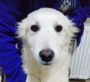 Simba a cream coloured Romanian rescue dog | 1 Dog at a Time Rescue UK