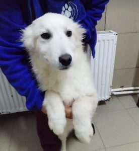 Simba a cream coloured Romanian rescue dog | 1 Dog at a Time Rescue UK