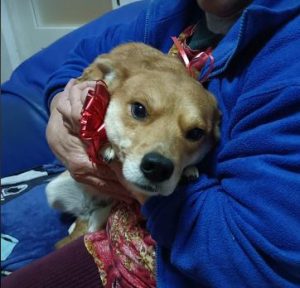 Sunny a tan romanian rescue dog | 1 dog at a time rescue uk