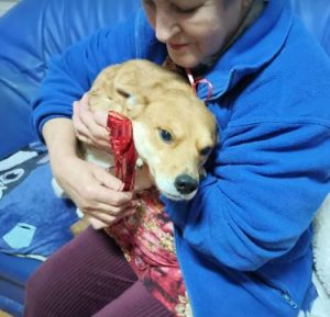 Sunny a tan romanian rescue dog | 1 dog at a time rescue uk