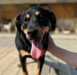 Toffee a tan and black rescue dog | 1 dog at a time rescue UK