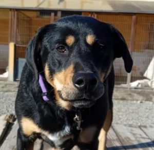 Toffee a tan and black rescue dog | 1 dog at a time rescue UK