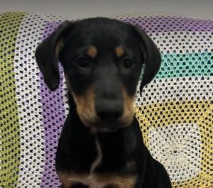Toffee a tan and black rescue dog | 1 dog at a time rescue UK