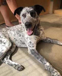 Tommo a black and white rescue dog | 1 dog at a time rescue UK