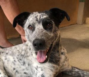 Tommo a black and white rescue dog | 1 dog at a time rescue UK