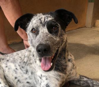 Tommo a black and and white rescue dog 2_1 dog at a time rescue UK Tommo a black and white rescue dog | 1 dog at a time rescue UK