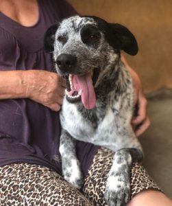 Tommo a black and white rescue dog | 1 dog at a time rescue UK