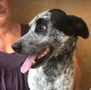 Tommo a black and white rescue dog | 1 dog at a time rescue UK