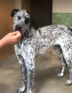 Tommo a black and white rescue dog | 1 dog at a time rescue UK