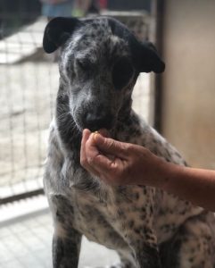 Tommo a black and white rescue dog | 1 dog at a time rescue UK