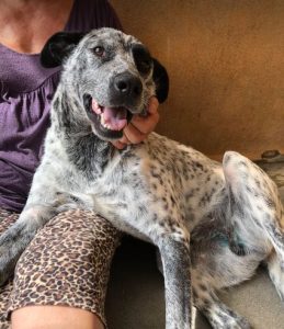 Tommo a black and white rescue dog | 1 dog at a time rescue UK