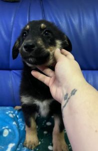 Wesley a black and tan Romanian rescue dog | 1 Dog at a Time Rescue UK