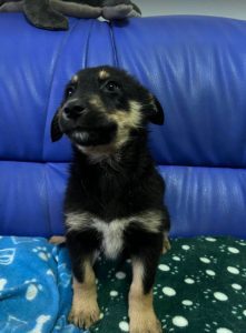 Wesley a black and tan Romanian rescue dog | 1 Dog at a Time Rescue UK