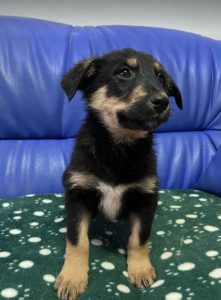 Wesley a black and tan Romanian rescue dog | 1 Dog at a Time Rescue UK