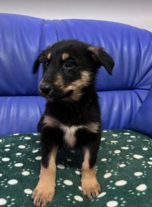 Wesley a black and tan Romanian rescue dog | 1 Dog at a Time Rescue UK