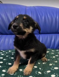 Wesley a black and tan Romanian rescue dog | 1 Dog at a Time Rescue UK