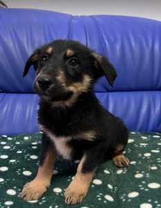 Wesley a black and tan Romanian rescue dog | 1 Dog at a Time Rescue UK