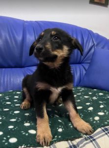 Wesley a black and tan Romanian rescue dog | 1 Dog at a Time Rescue UK