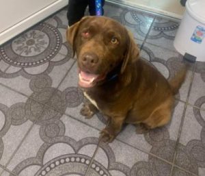 Wispa a brown romanian rescue dog | 1 dog at a time rescue uk