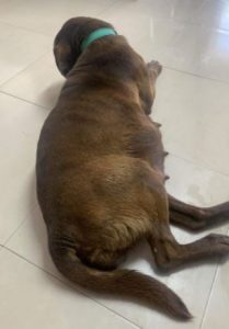 Wispa a brown romanian rescue dog | 1 dog at a time rescue uk