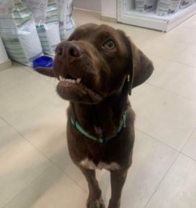 Wispa a brown romanian rescue dog | 1 dog at a time rescue uk