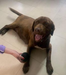 Wispa a brown romanian rescue dog | 1 dog at a time rescue uk