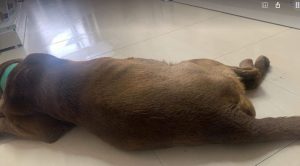 Wispa a brown romanian rescue dog | 1 dog at a time rescue uk