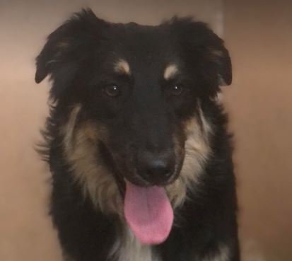 Woody a black and tan Romanian rescue dog | 1 Dog at a Time Rescue UK