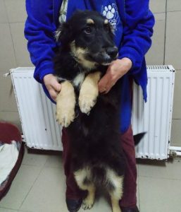 Woody a black and tan Romanian rescue dog | 1 Dog at a Time Rescue UK