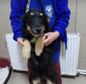 Woody a black and tan Romanian rescue dog | 1 Dog at a Time Rescue UK