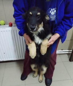 Woody a black and tan Romanian rescue dog | 1 Dog at a Time Rescue UK