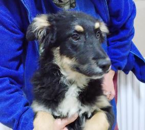 Woody a black and tan Romanian rescue dog | 1 Dog at a Time Rescue UK