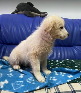 Yogi a cream coloured Romanian rescue dog | 1 Dog at a Time Rescue UK