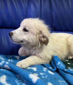 Yogi a cream coloured Romanian rescue dog | 1 Dog at a Time Rescue UK