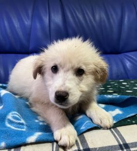 Yogi a cream coloured Romanian rescue dog | 1 Dog at a Time Rescue UK