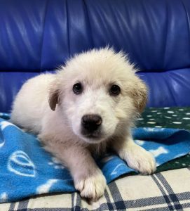 Yogi a cream coloured Romanian rescue dog | 1 Dog at a Time Rescue UK