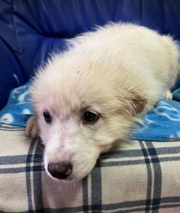 Yogi a cream coloured Romanian rescue dog | 1 Dog at a Time Rescue UK