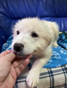 Yogi a cream coloured Romanian rescue dog | 1 Dog at a Time Rescue UK