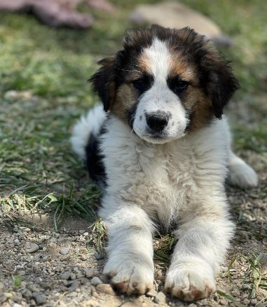 Amos a brown and white rescue dog 1_1 dog at a time rescue UK Amos a brown and white rescue dog | 1 dog at a time rescue UK