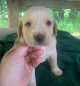 Barney a cream romanian rescue dog | 1 dog at a time rescue uk