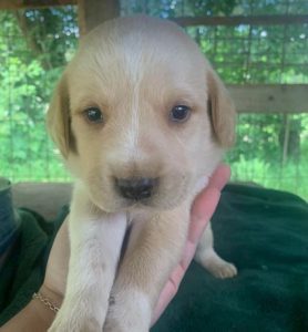 Barney a cream romanian rescue dog | 1 dog at a time rescue uk