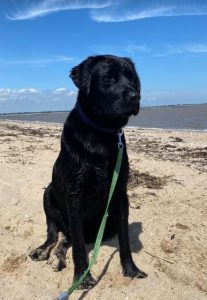 Benji a black Romanian rescue dog | 1 Dog at a Time Rescue UK