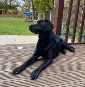 Benji a black Romanian rescue dog | 1 Dog at a Time Rescue UK