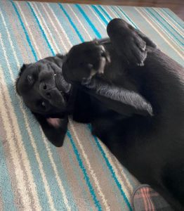 Benji a black Romanian rescue dog | 1 Dog at a Time Rescue UK