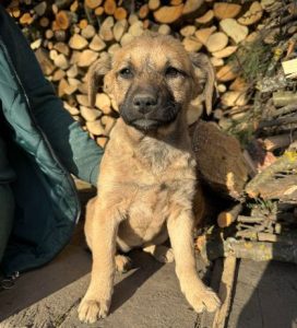 Bria a brindle rescue dog | 1 dog at a time rescue UK