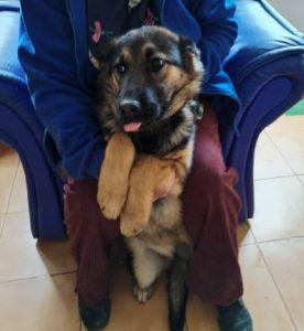 Carly a german shepherd dog | 1 Dog at a Time Rescue UK
