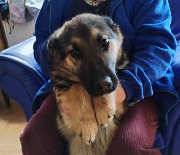 Carly a german shepherd dog | 1 Dog at a Time Rescue UK