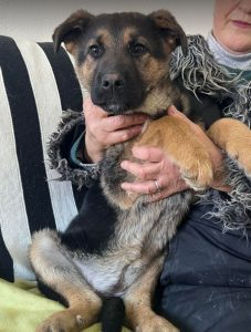 Carly a german shepherd dog | 1 Dog at a Time Rescue UK